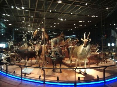 National Museum Of Nature And Science