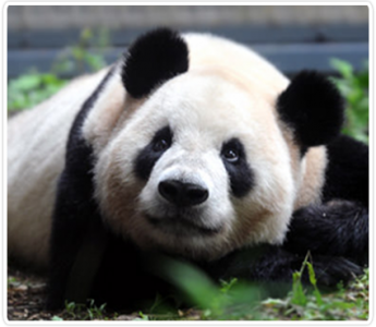 Ueno Zoo