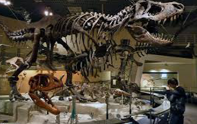 national-museum-of-nature-and-science